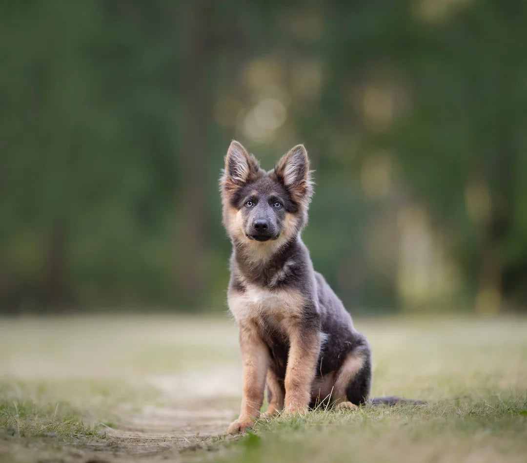 Ferah ve uzun süreli koku sağlayan Kedi & Köpek Su Bazlı Parfüm, gün boyu tazelik sunar.