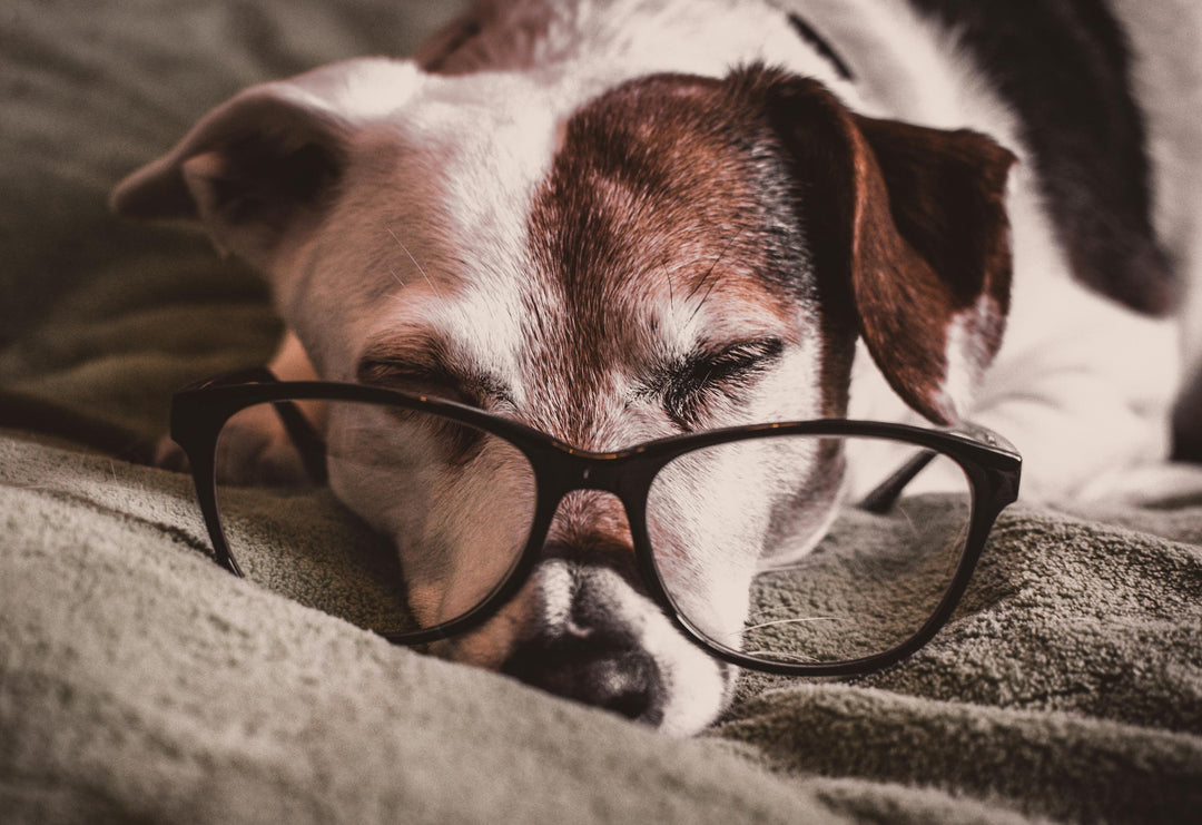 Köpekler için antibakteriyel tüy şampuanı