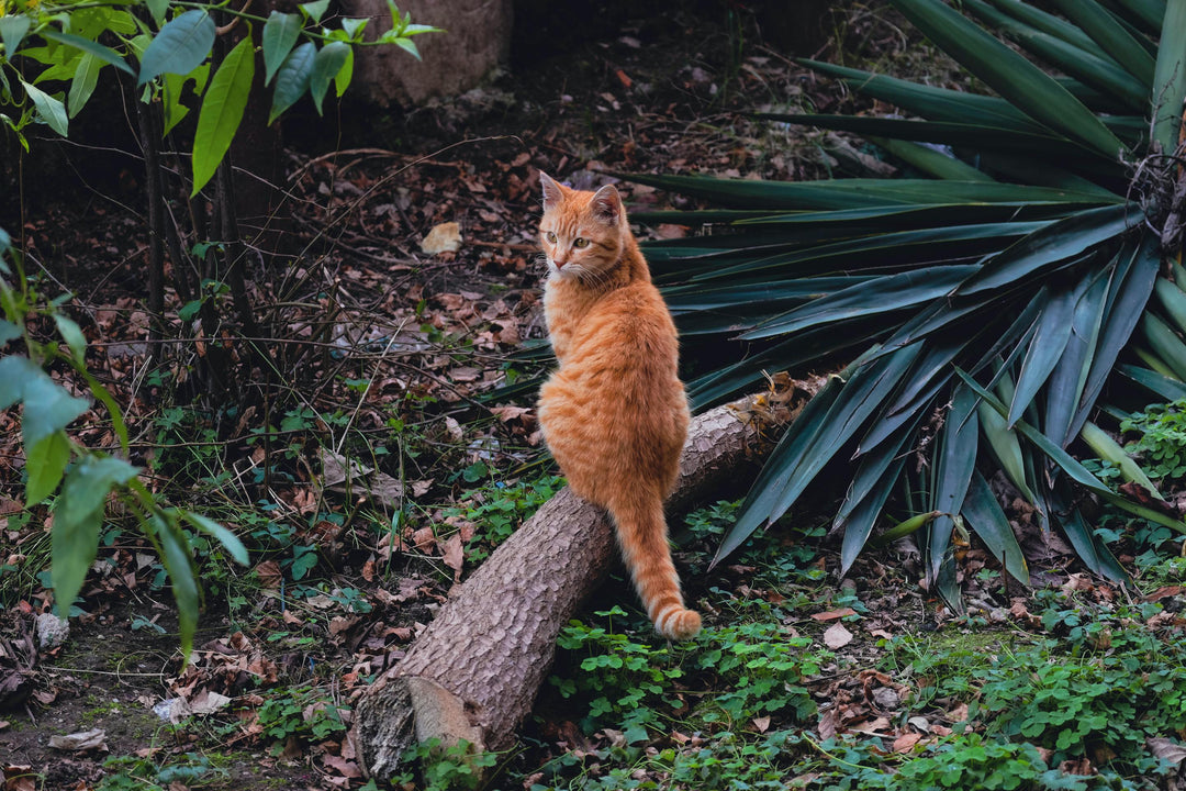 Kedi tüyleri için parlatıcı sprey