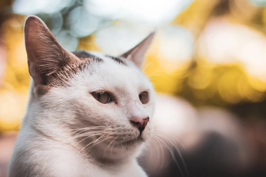 Kedi kumu kaynaklı kötü kokuları hızlıca ortadan kaldıran ürün.