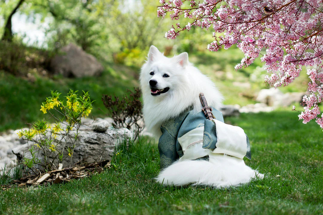 PureOxi Pet Şampuanı, cilt ve tüy sağlığını korumaya yardımcı olur; evcil hayvanlarınız için güvenli bir seçenektir.